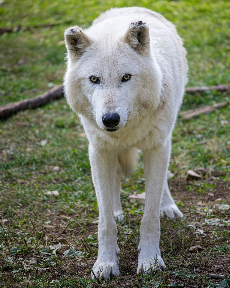 Learn About Wolves