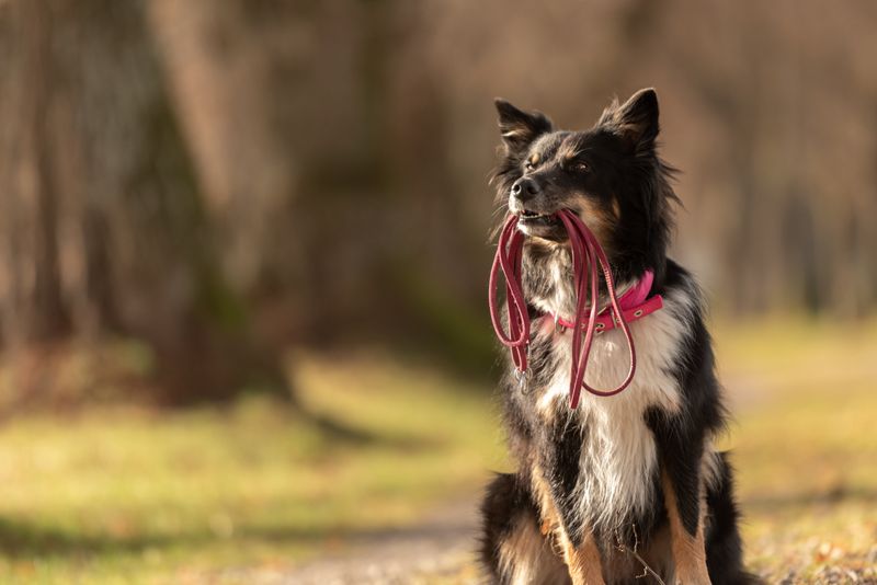 Leash Control