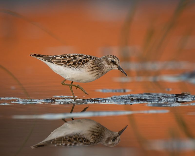 Least Sandpiper