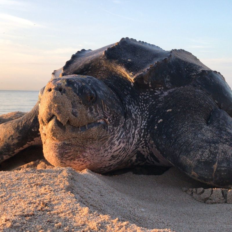 Leatherback Sea Turtle