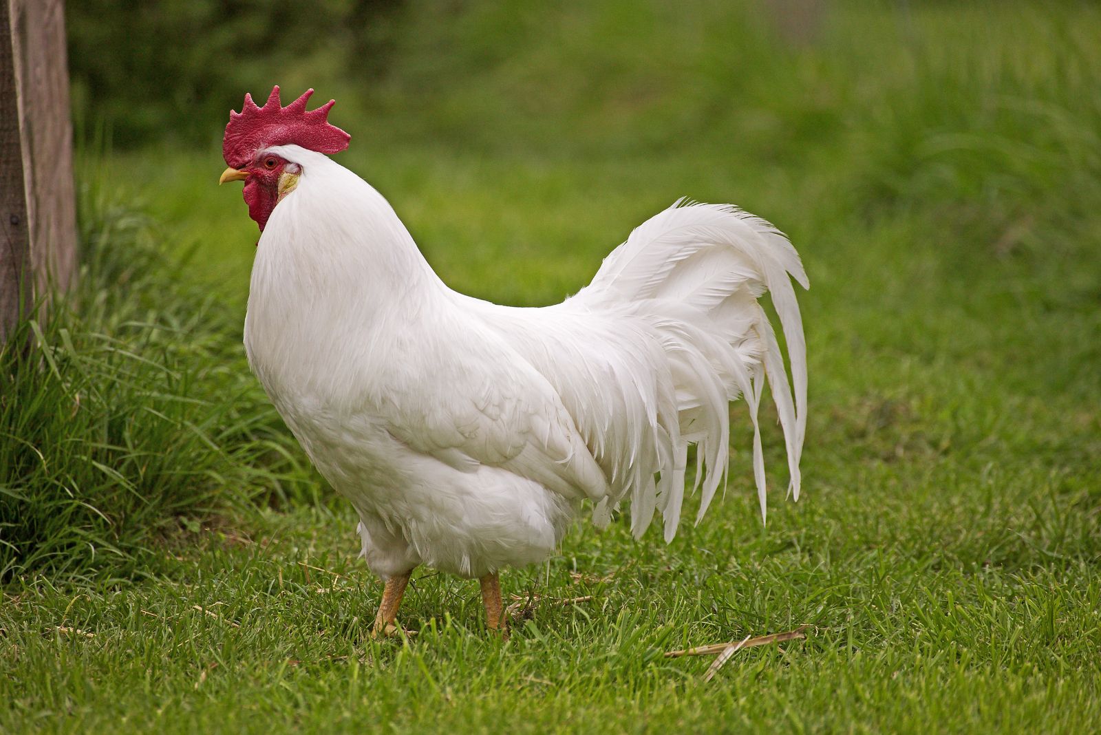 Leghorn chicken