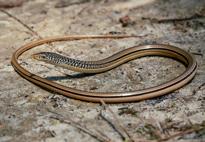 Legless Lizard