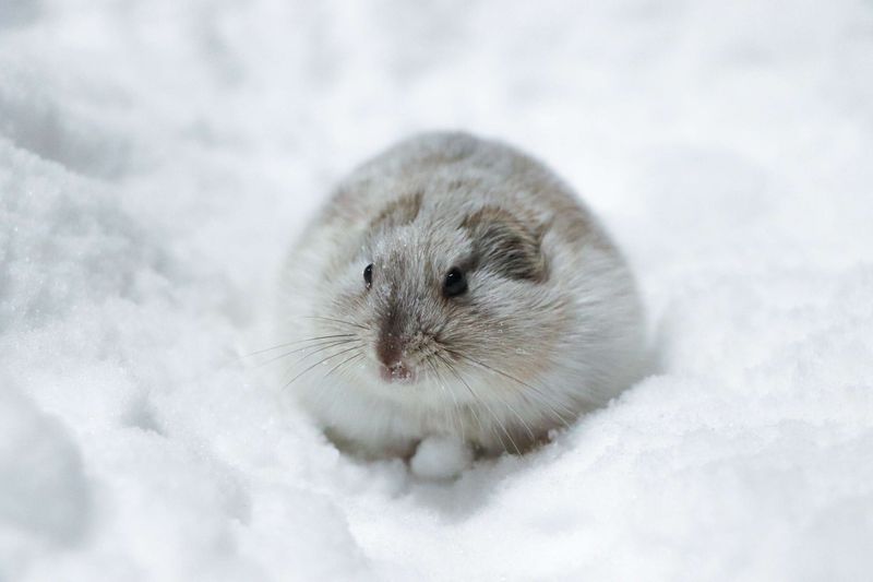 Lemming