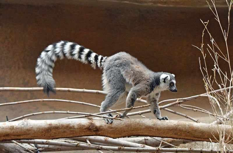 Lemur