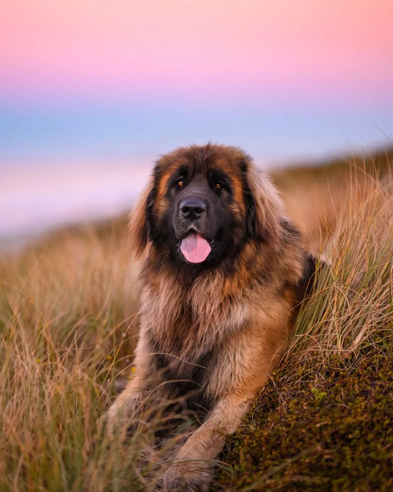 Leonberger