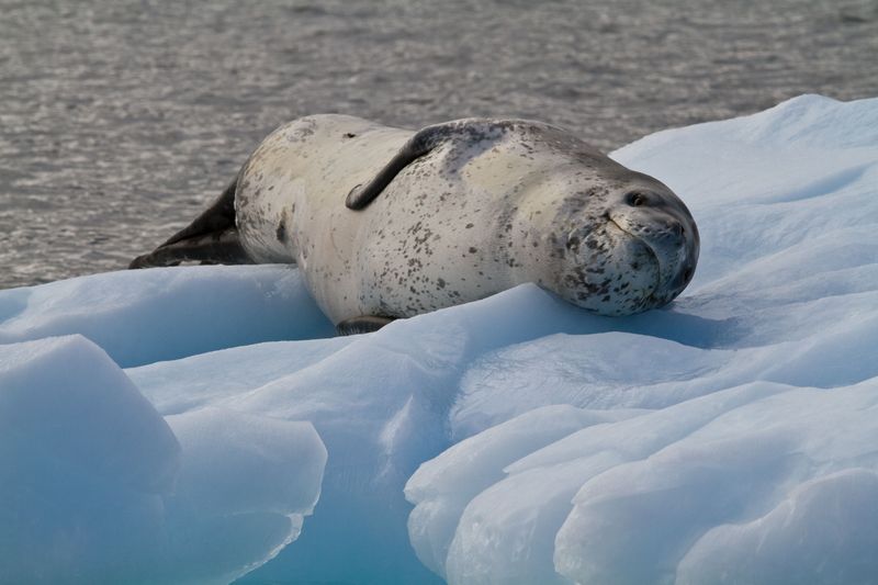 Leopard Seal