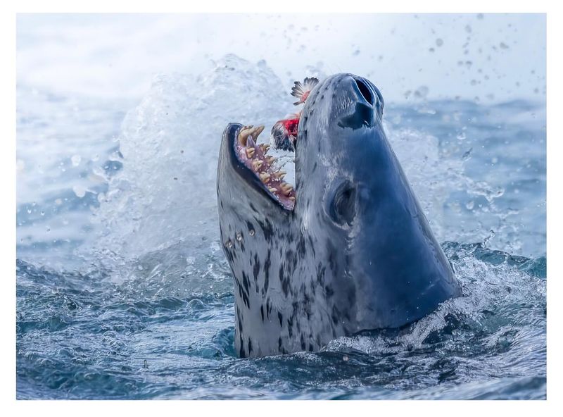 Leopard Seal