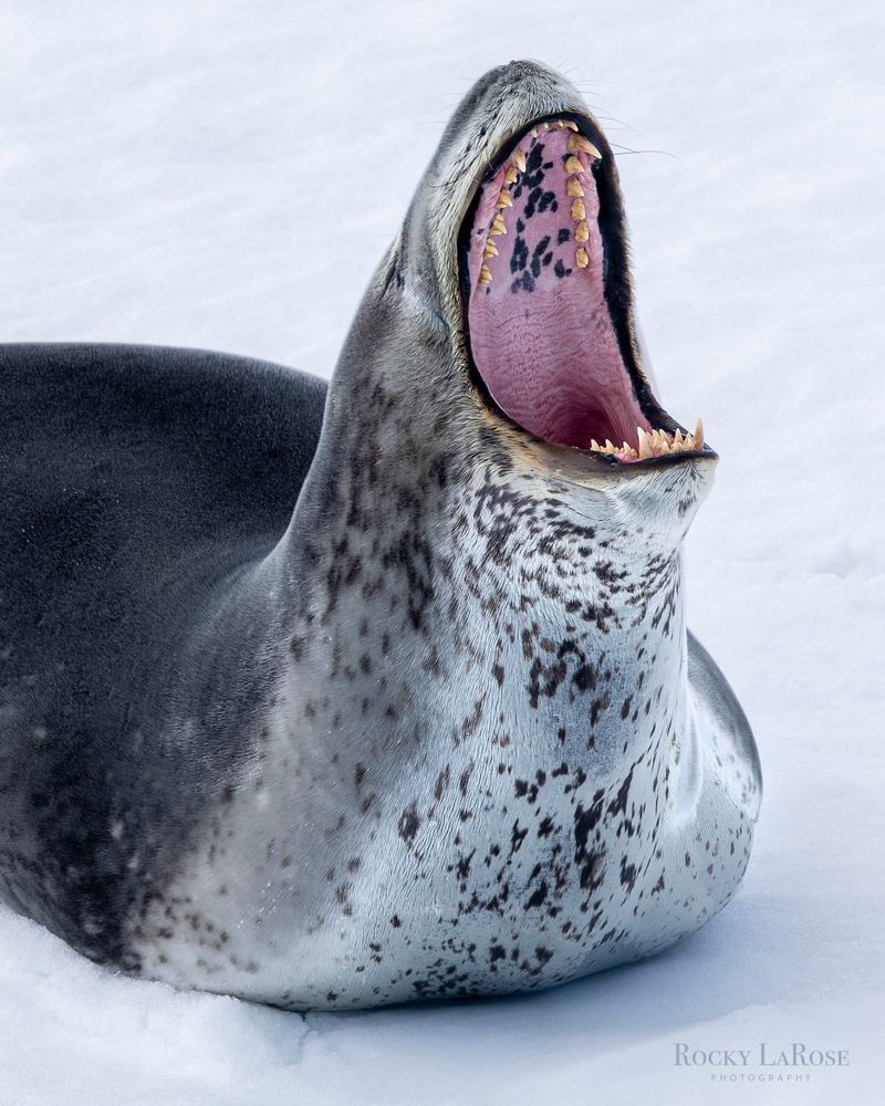 Leopard Seal