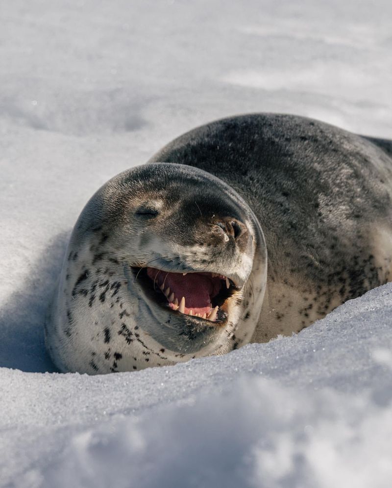 Leopard Seal