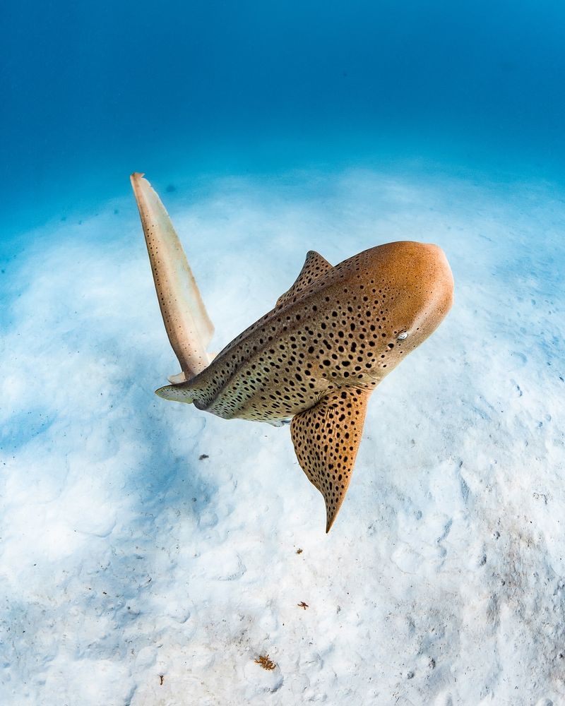 Leopard Shark