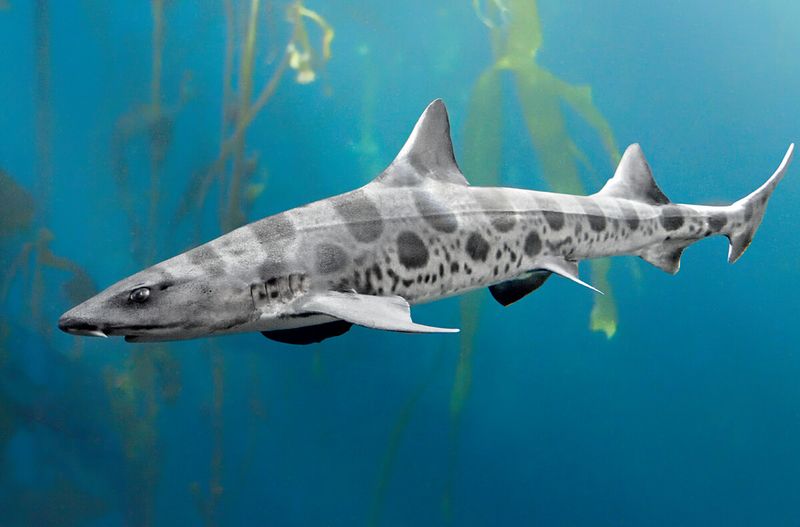 Leopard Sharks