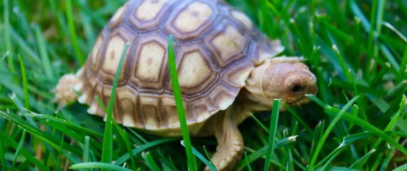 Leopard Tortoise