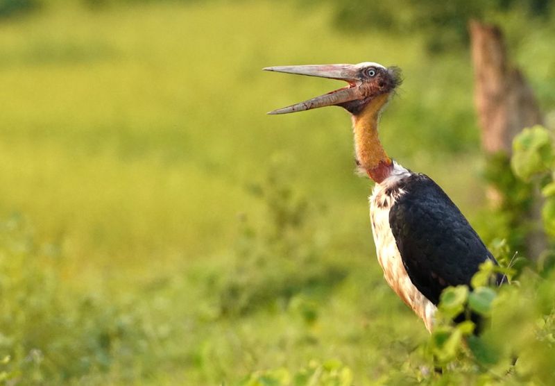 Lesser Adjutant Stork