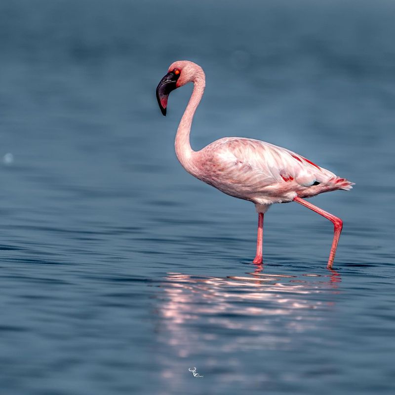 Lesser Flamingo