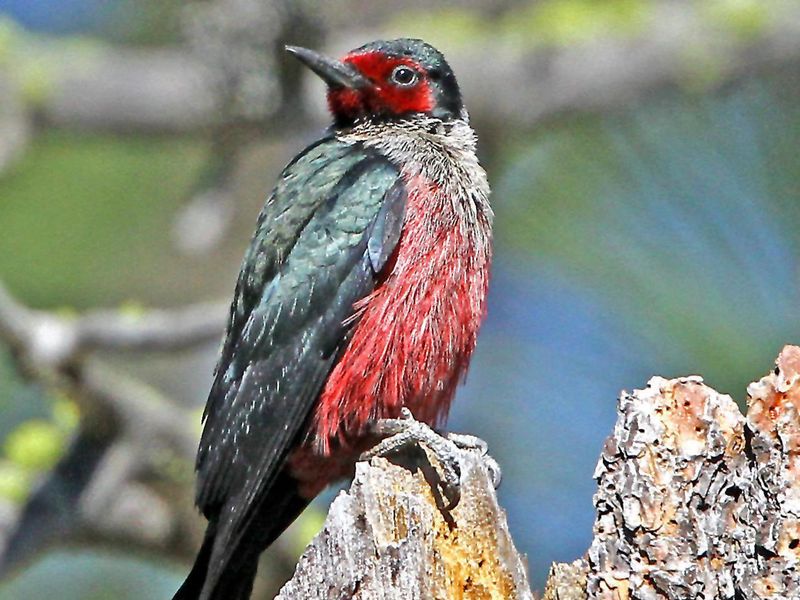 Lewis's Woodpecker