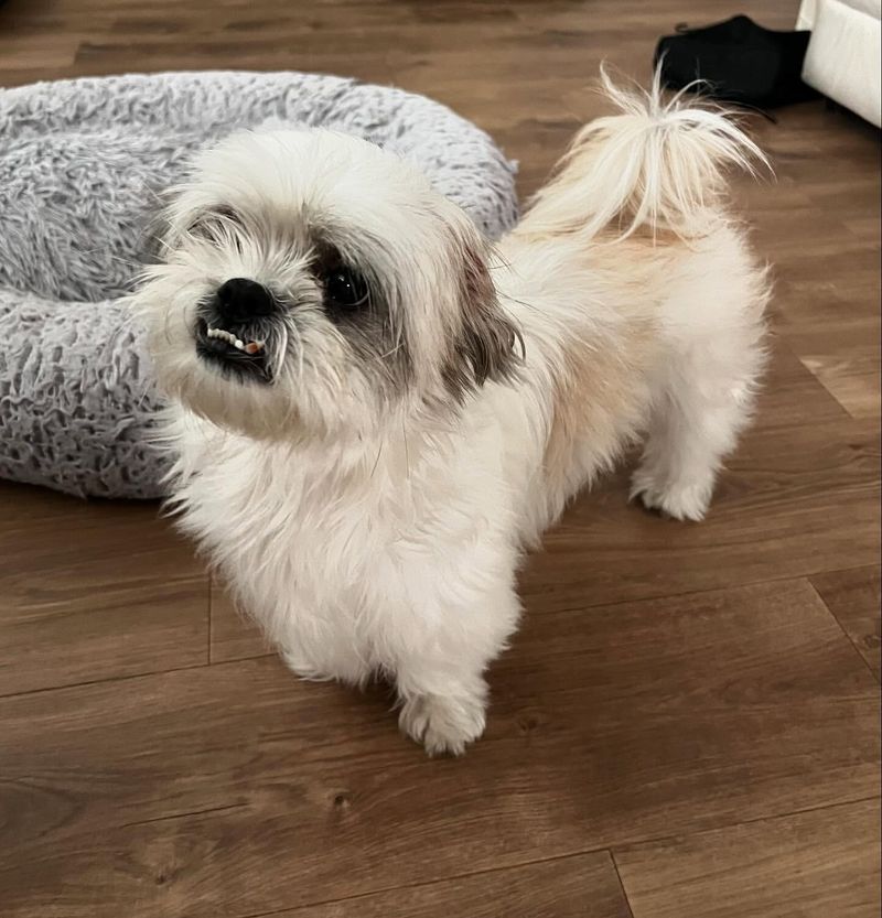 Lhasa Apso