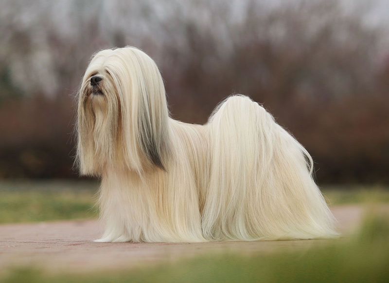 Lhasa Apso