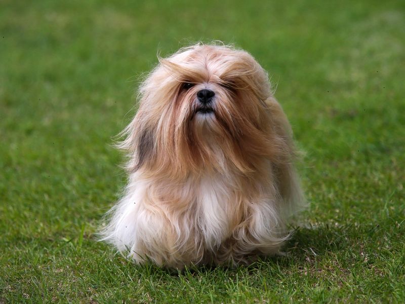 Lhasa Apso