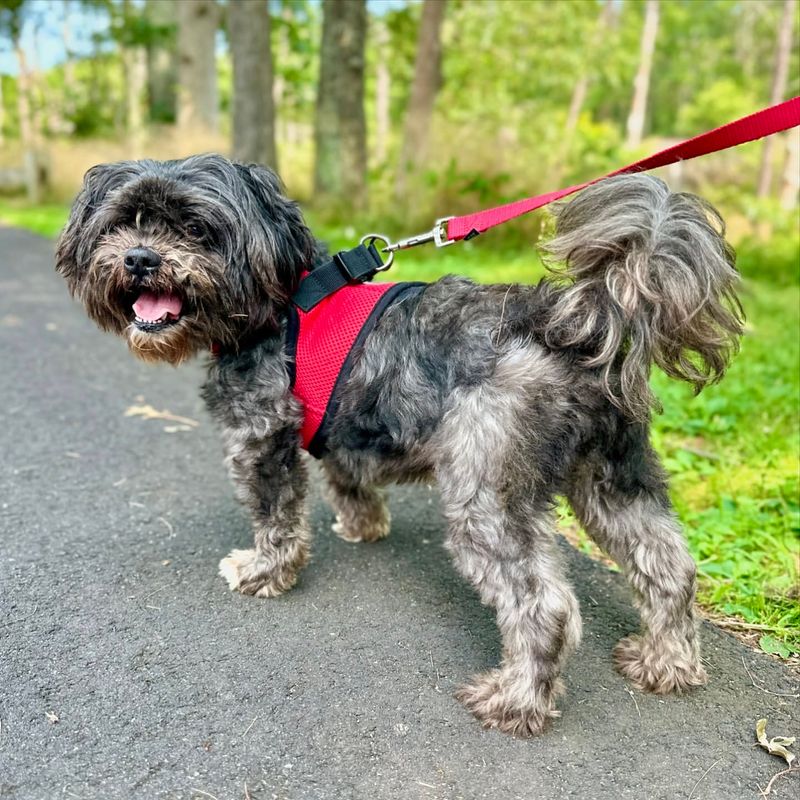 Lhasa Apso