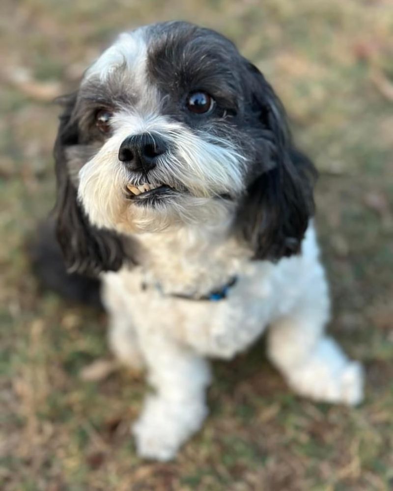 Lhasa Apso