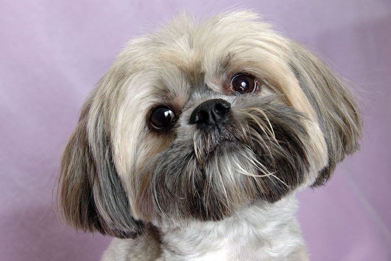 Lhasa Apso