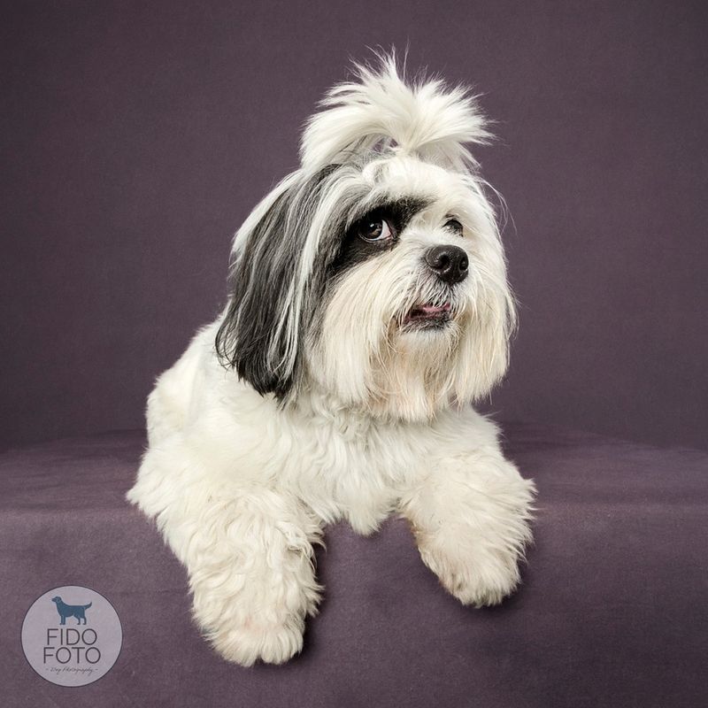 Lhasa Apso