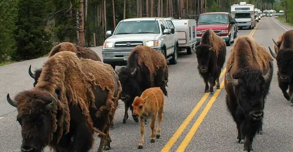 The Best Pet-Friendly Destinations for Animal Lovers - Featured Image