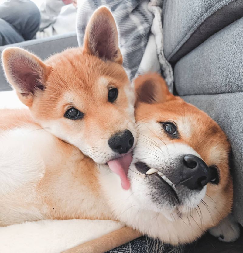 Licking Your Face