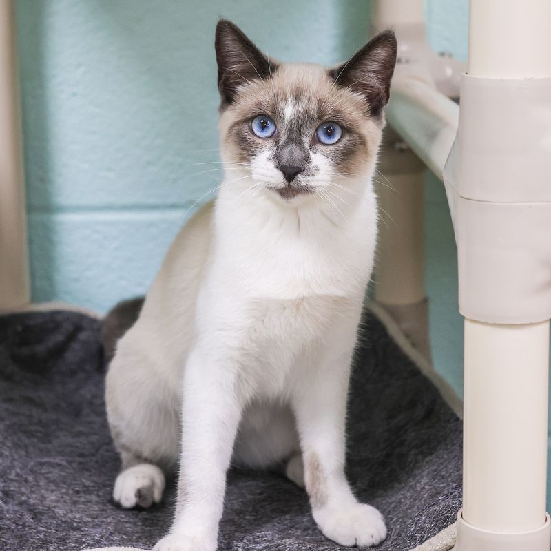 Lilac Point Siamese