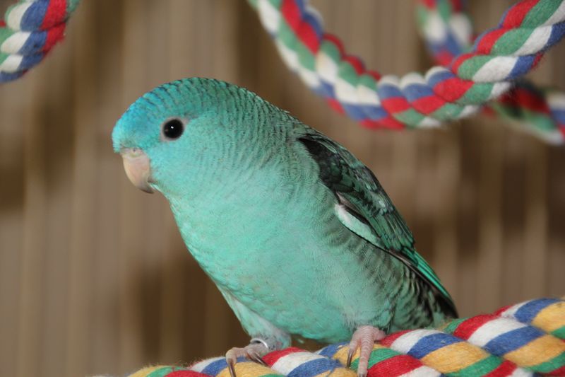 Lineolated Parakeet