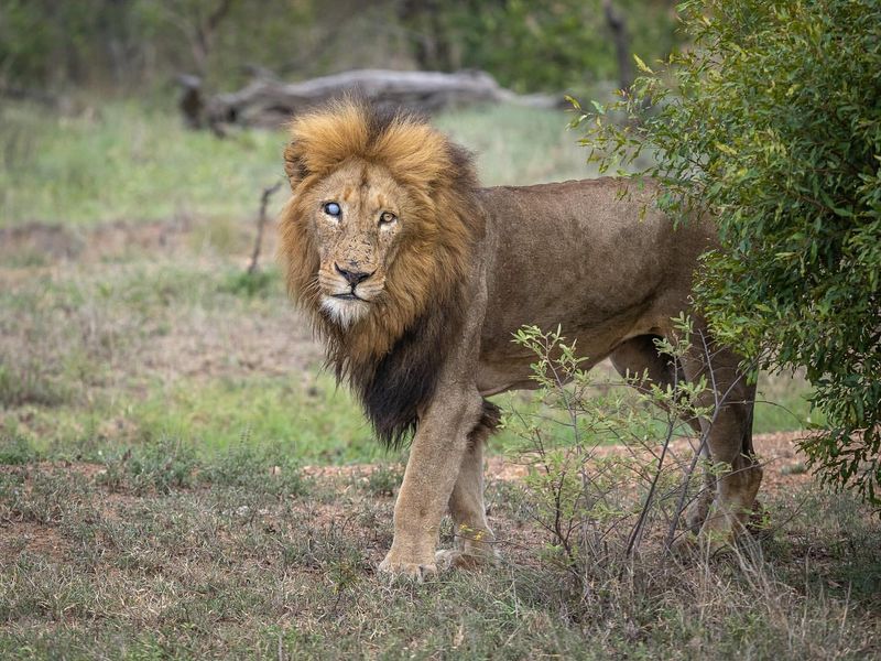 Lion - United Kingdom