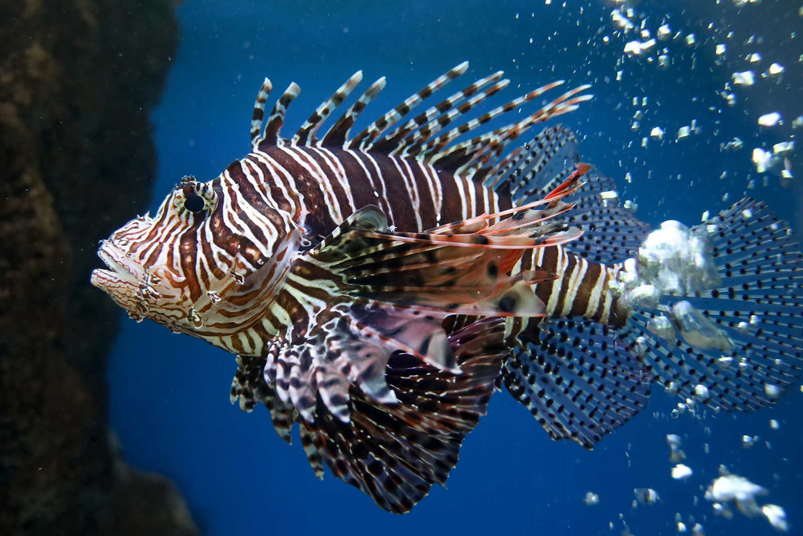 Lionfish