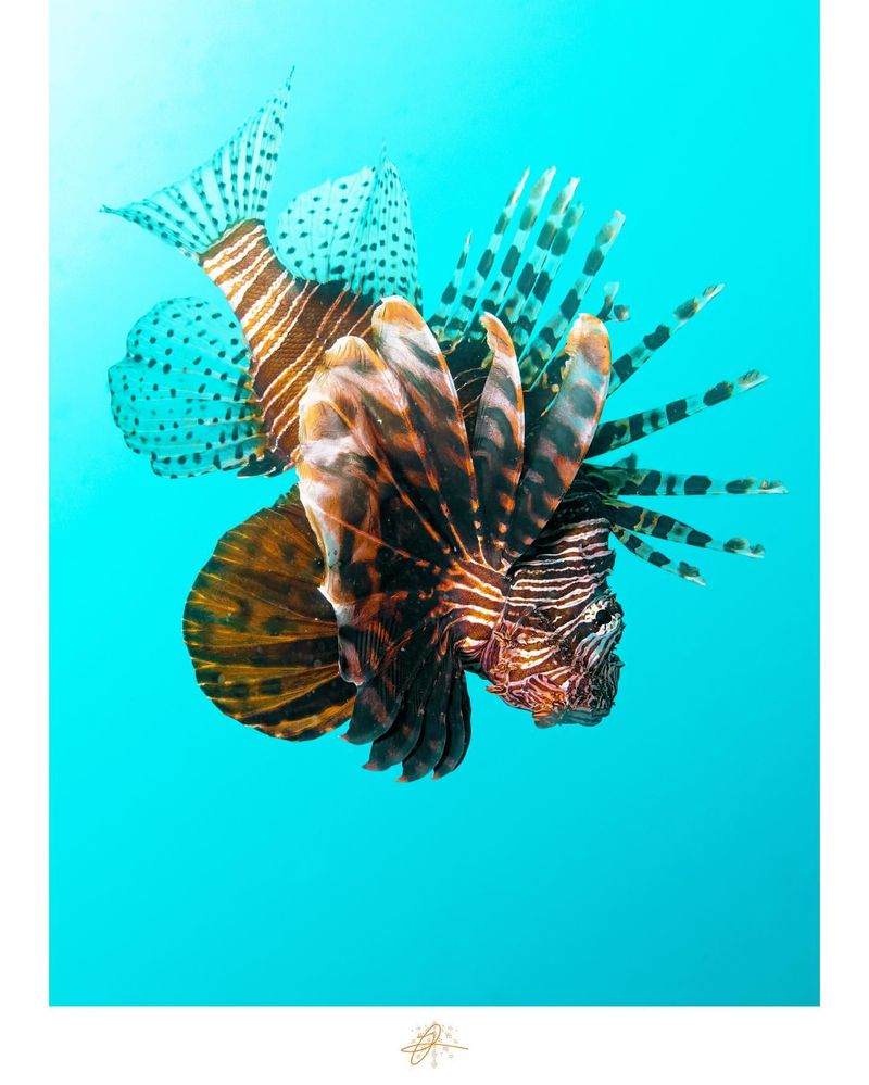 Lionfish