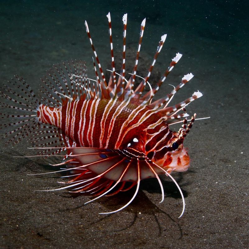 Lionfish