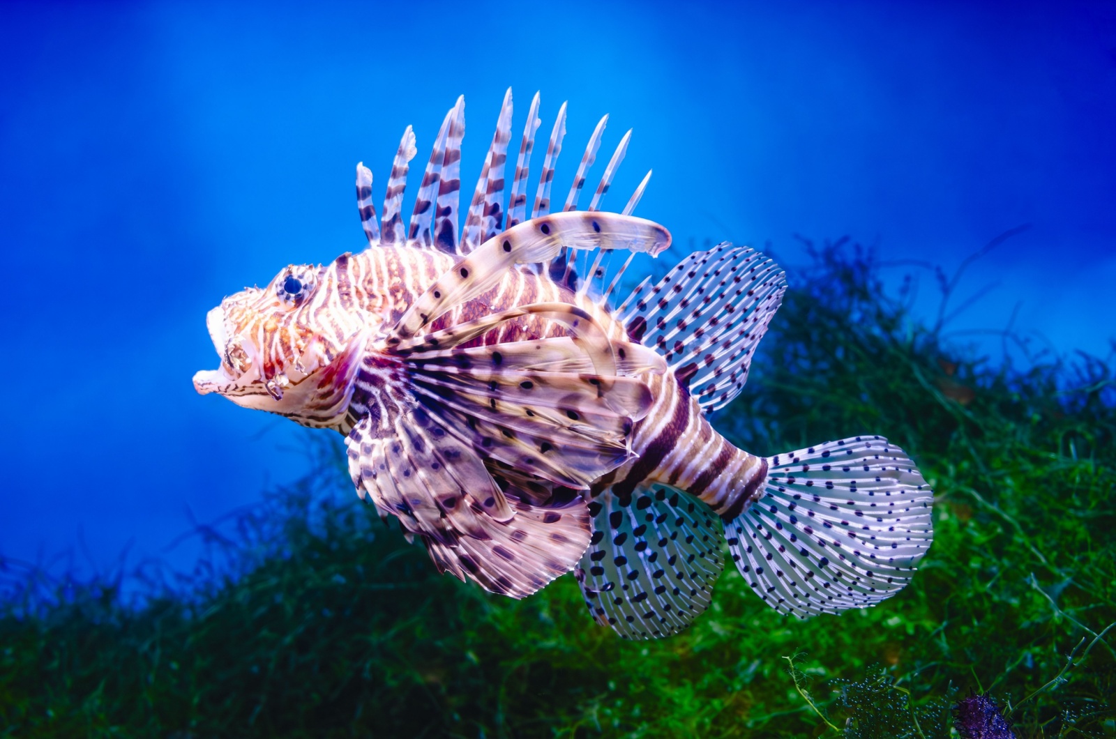 Lionfish