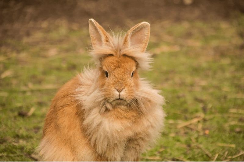 Lionhead