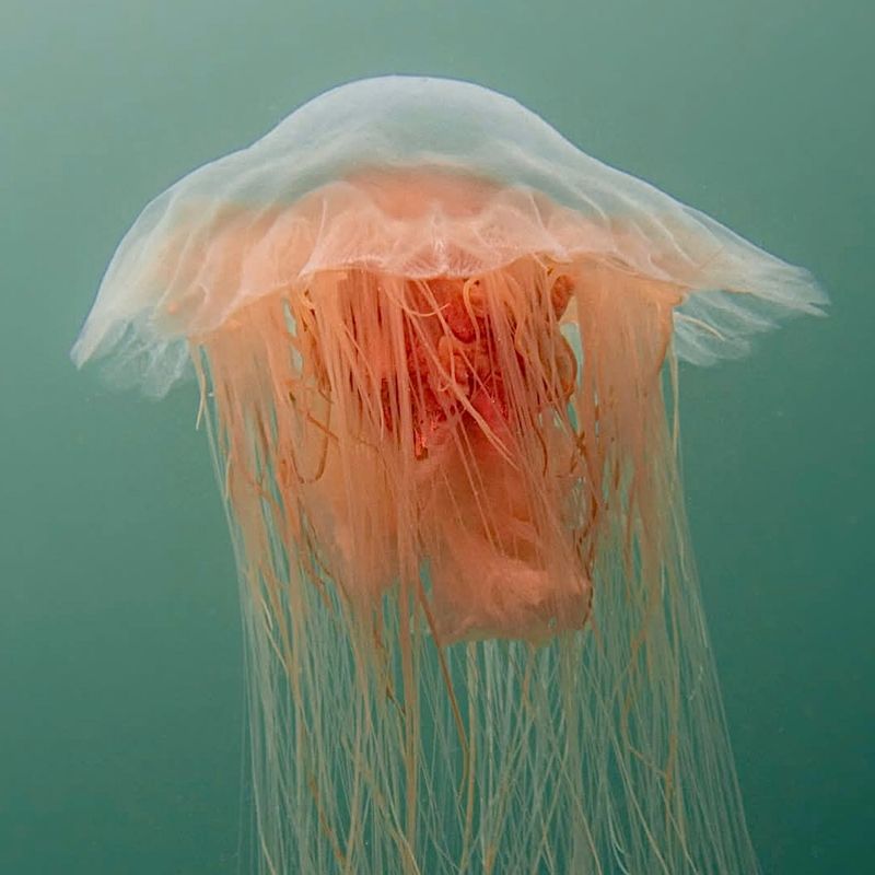 Lion’s Mane Jellyfish