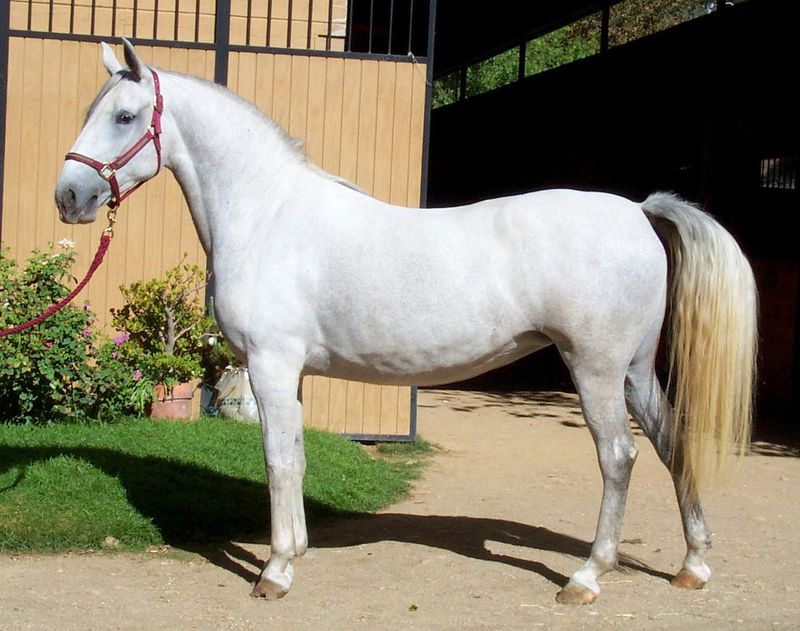 Lipizzaner