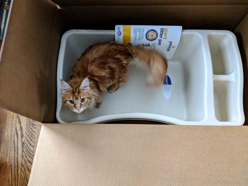 Litter Box Maintenance