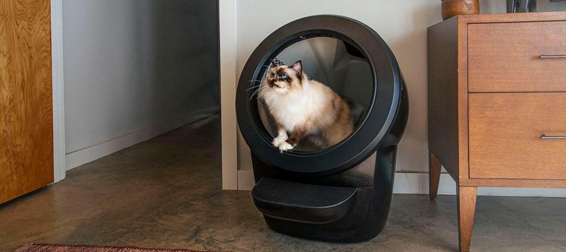 Litter Boxes Can Be Hidden Anywhere