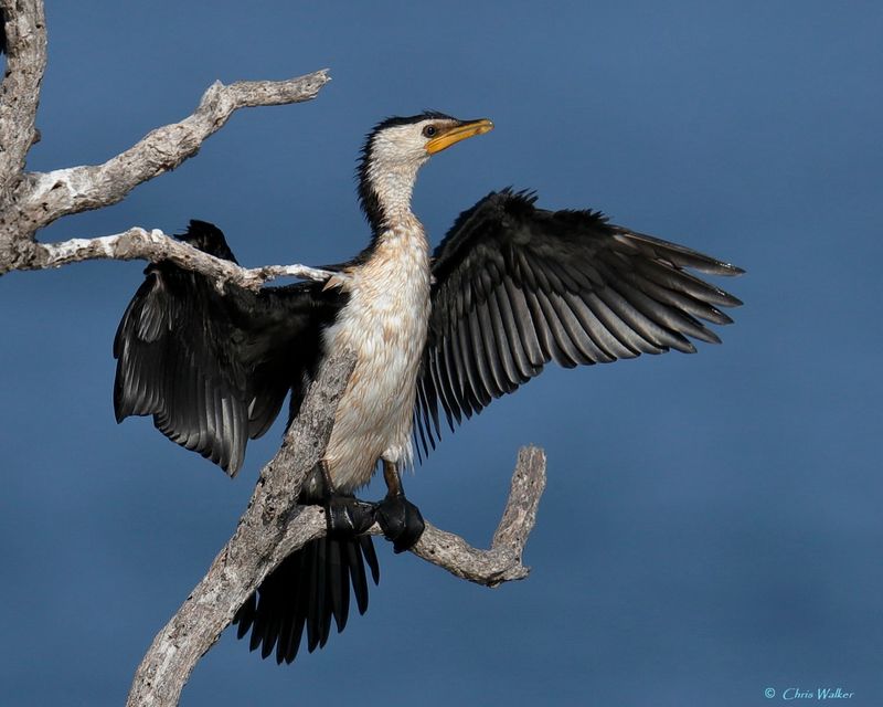 Little Pied Cormorant