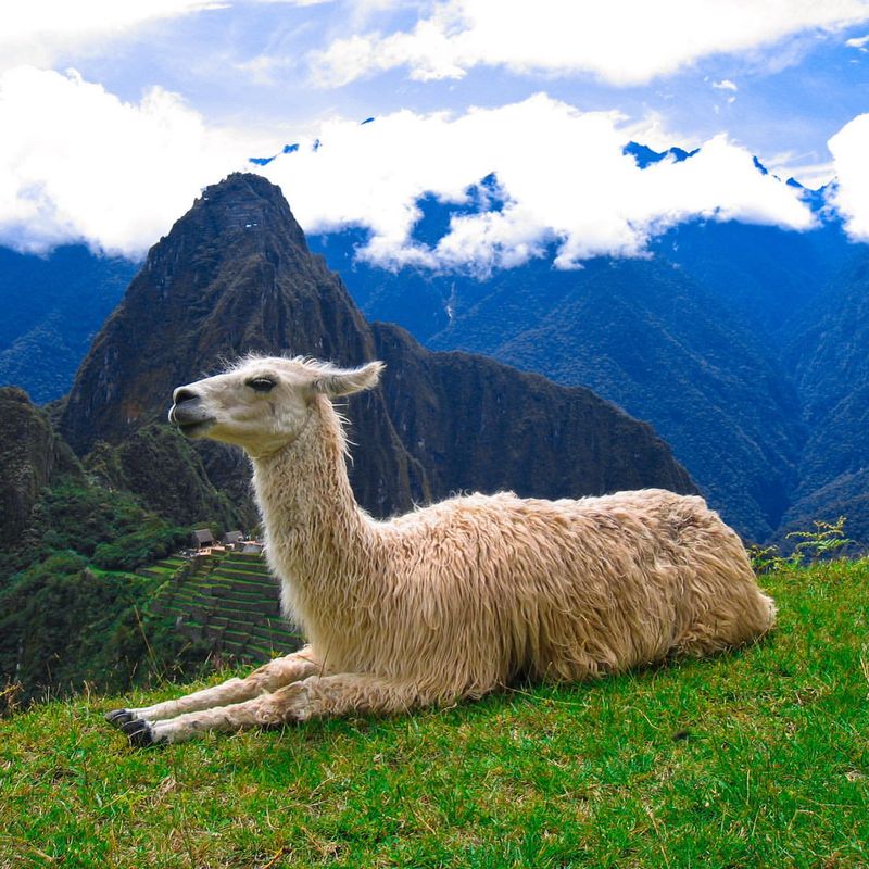 Llama