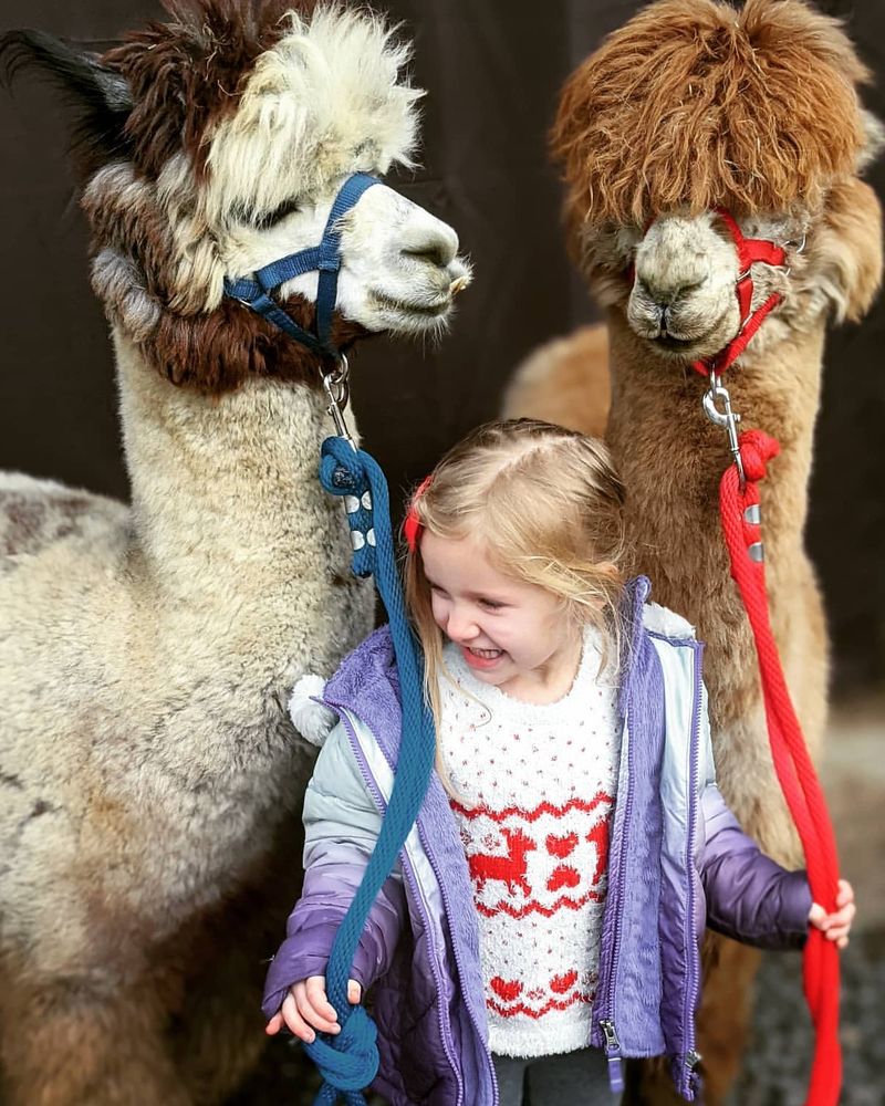 Llamas in Therapy