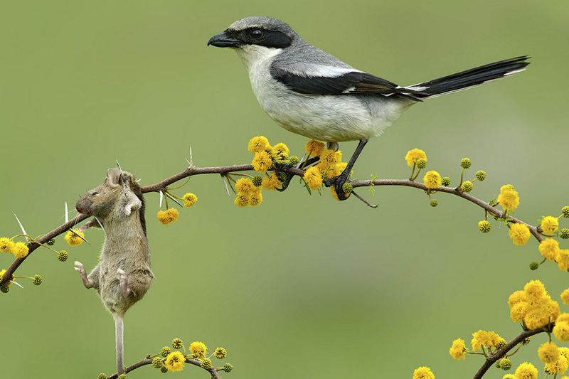 Loggerhead Shrike