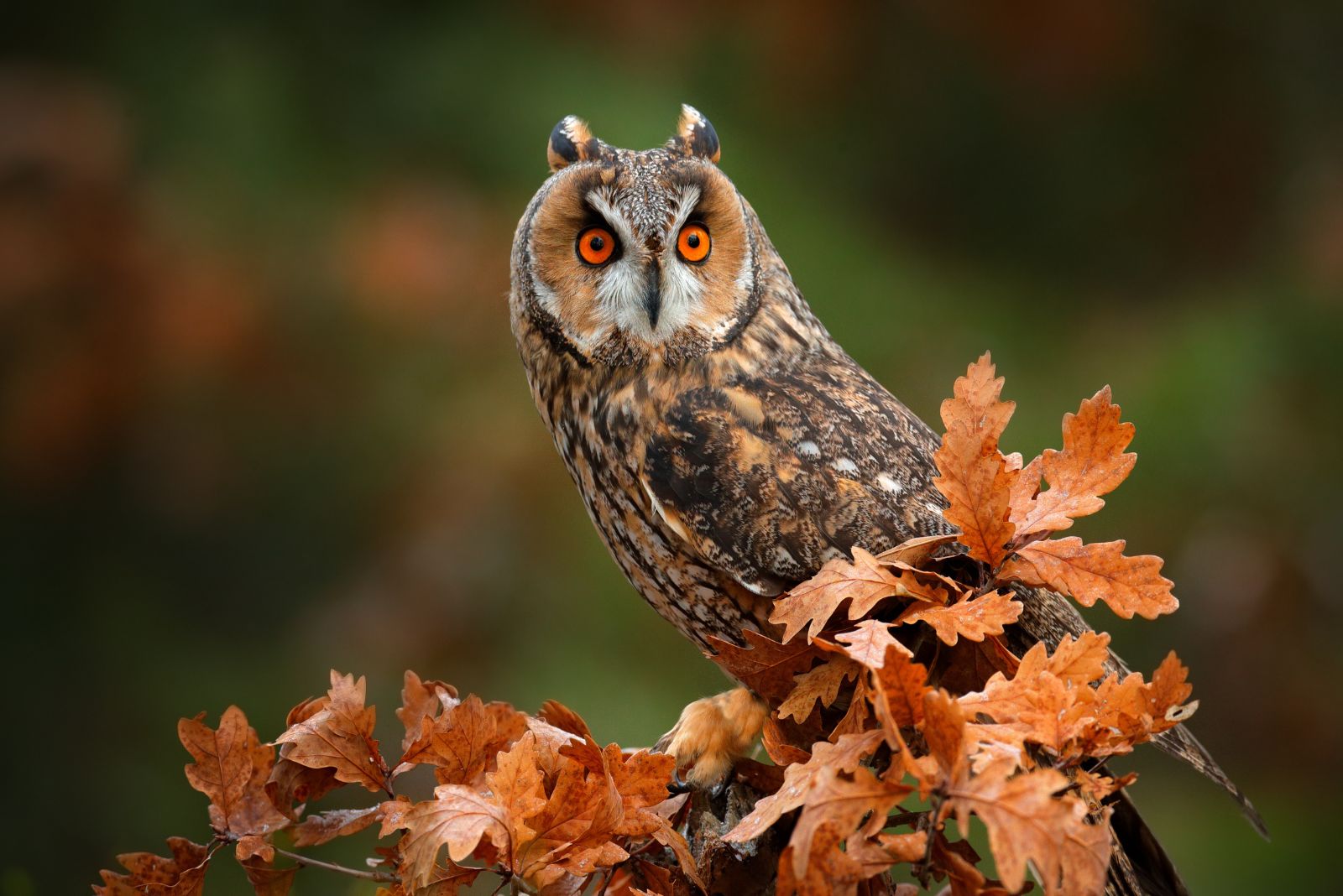 Long-Eared Owl