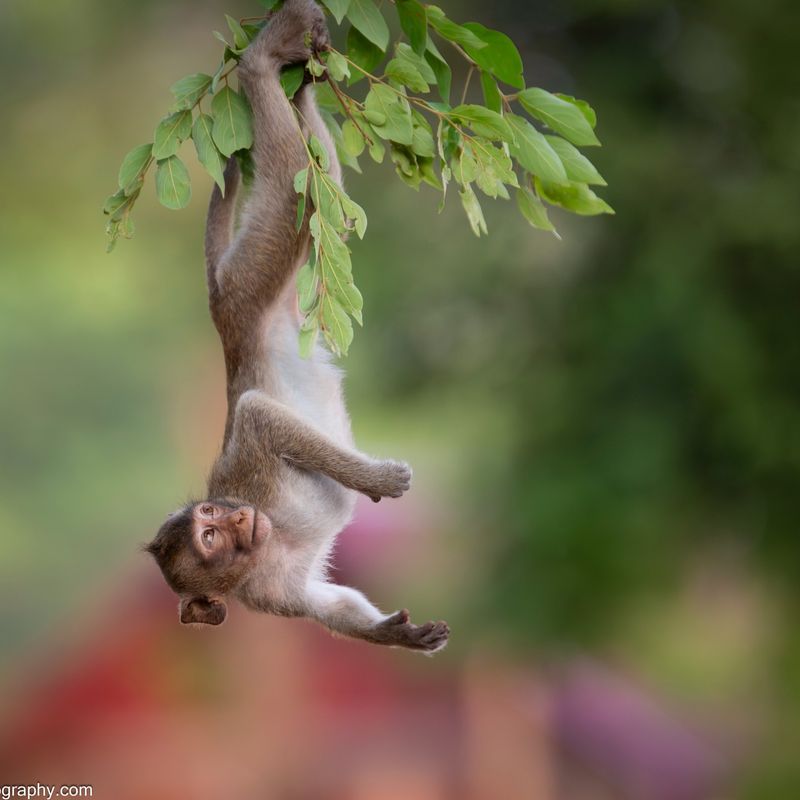 Long-Tailed Macaque