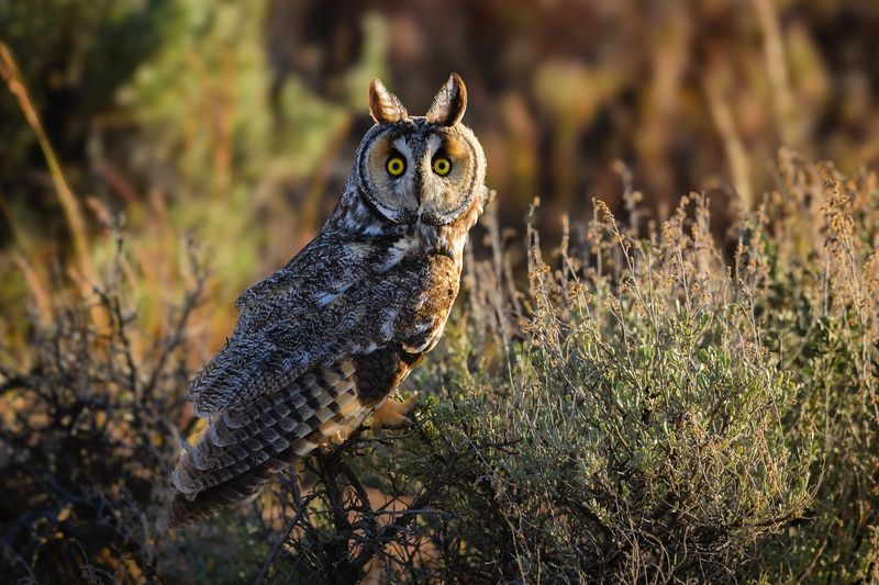 Long-eared Owl