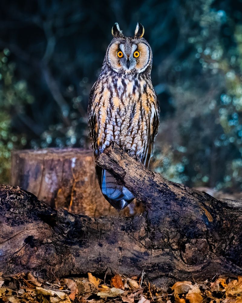 Long-eared Owl