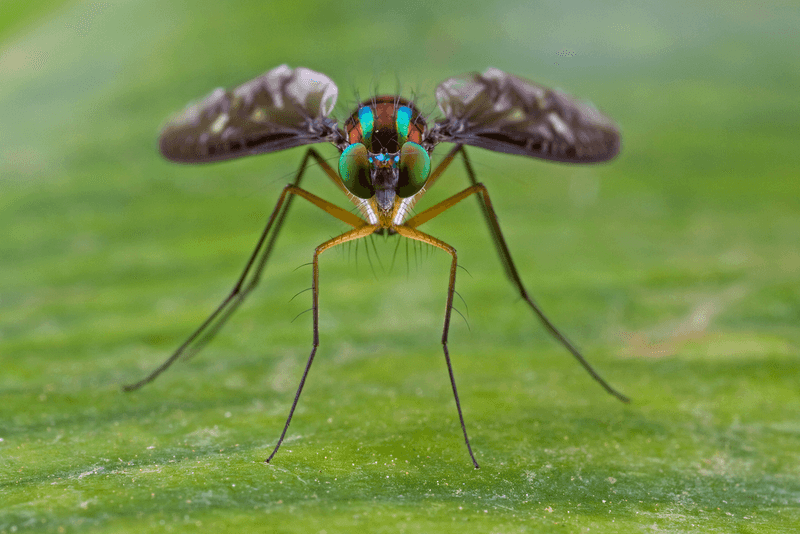 Long-legged Fly