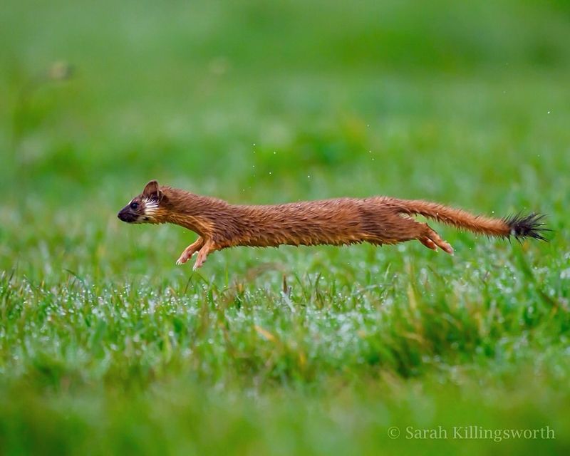 Long-tailed Weasel